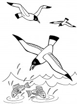 Чайки ловят рыбу - раскраска					№3948