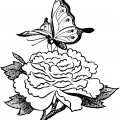 Бабочка на розе - раскраска №8047