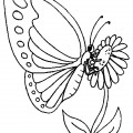 Бабочка на цветке - раскраска №11441