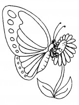 Бабочка на цветке - раскраска					№11441