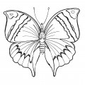 Большая бабочка - раскраска №12988