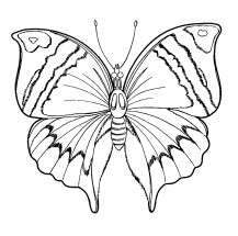 Большая бабочка - раскраска					№12988
