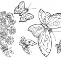 Много бабочек - раскраска №11006