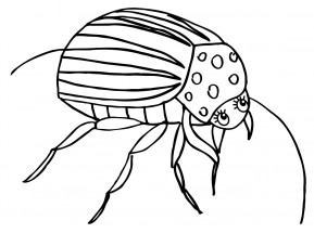Колорадский жук - раскраска					№2049