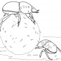 Навозные жуки - раскраска №2209