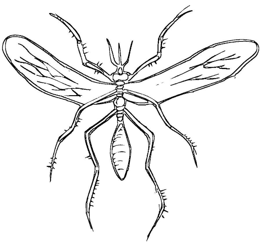 Ужасный комар - раскраска №9815