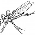 Яркий комар - раскраска №9846