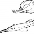 Разные виды морских скатов - раскраска №4066