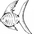 Шикарная рыба ангел - раскраска №13625