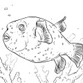 Рыба ёж в водорослях - раскраска №10959