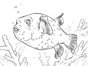 Рыба ёж в водорослях - раскраска					№10959
