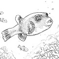 Рыба ёж породы артрон - раскраска №10044