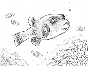 Рыба ёж породы артрон - раскраска					№10044