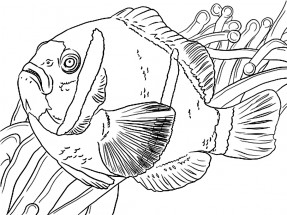 Анемоновая рыба клоун - раскраска					№2448