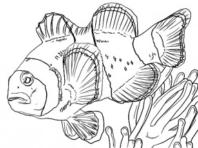 Большая рыба клоун - раскраска					№3988