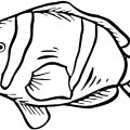 Рыба клоун с полосками - раскраска №13722