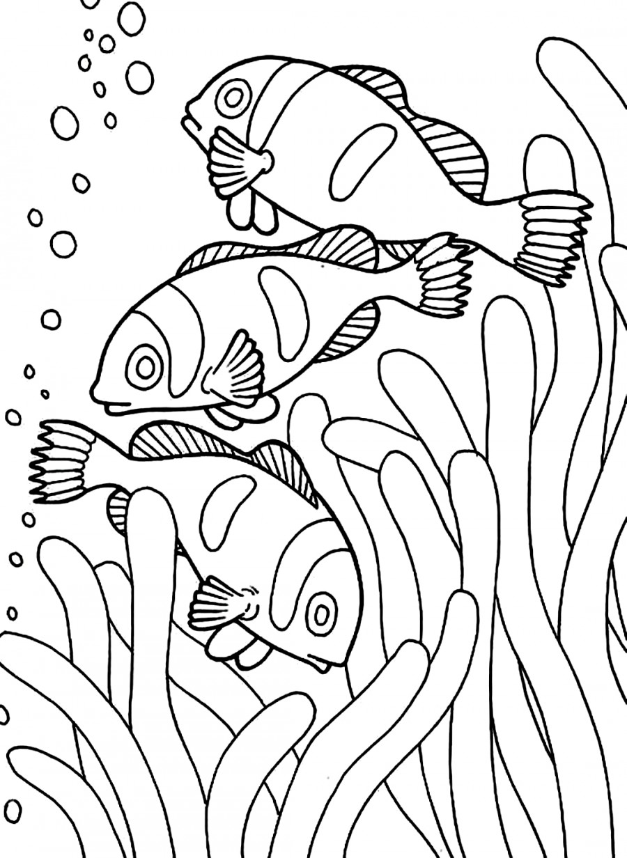 Три рыбы клоуна - раскраска №9434