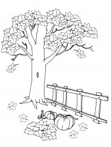 Дерево осенью - раскраска					№3049