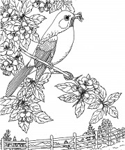 Весенняя птичка - раскраска					№11134