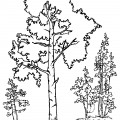 Береза в лесу - раскраска №13347