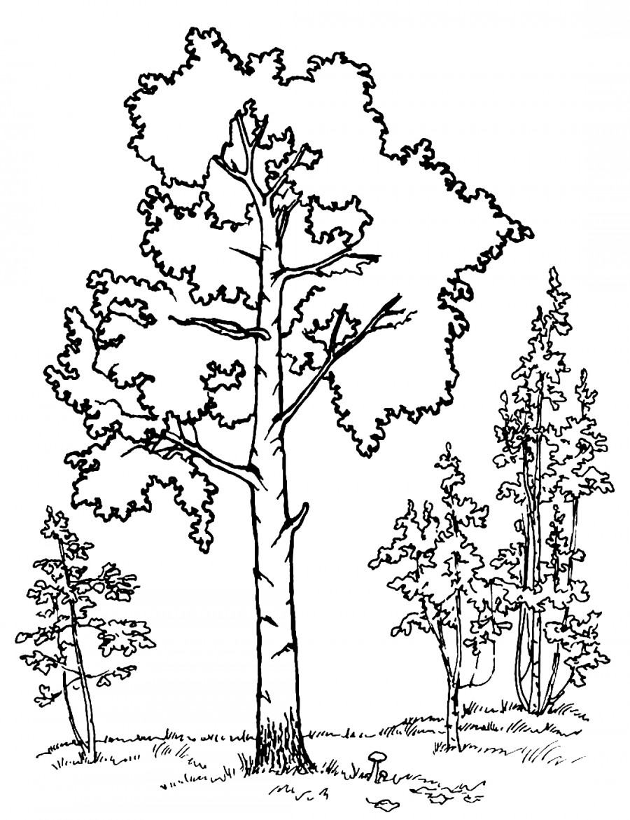 Береза в лесу - раскраска №13347