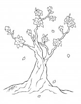 Вишневая сакура в цвету - раскраска					№9626