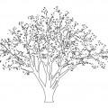 Цветение вишни - раскраска №11373