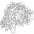 Цветущее дерево вишни - раскраска №10138