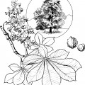 Каштановое дерево - раскраска №11656