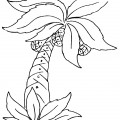 Пальма с ананасами - раскраска №12866