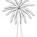 Финиковая пальма - раскраска №11252