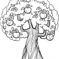 Старая яблоня - раскраска №10288