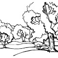 Лиственный лес - раскраска №11577