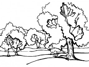 Лиственный лес - раскраска					№11577
