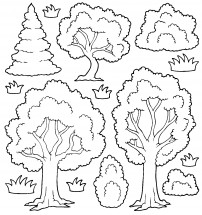 Много разных деревьев - раскраска					№13422