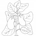 Растущий баклажан - раскраска №5902