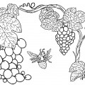 Виноградный куст - раскраска №11565