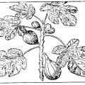 Плоды инжира в природе - раскраска №14122
