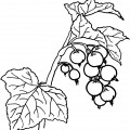 Кисть калиновых ягод - раскраска №12052