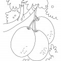 Киви на дереве - раскраска №13520