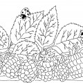 Малина в листьях - раскраска №10762