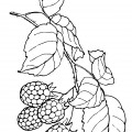 Малиновые ягоды - раскраска №9806