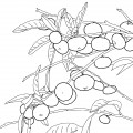 Мандарины на дереве - раскраска №5983