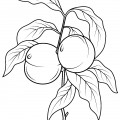 Персик на веточке - раскраска №12946