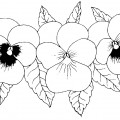 Большие цветы анютины глазки - раскраска №3972
