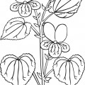 Цветок анютины глазки - раскраска №13391