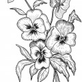 Цветы анютины глазки - раскраска №12737