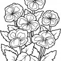 Шесть цветов анютиных глазок - раскраска №10437