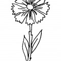 Цветок Василёк - раскраска №13993