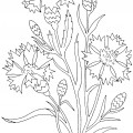 Цветы васильки - раскраска №6661